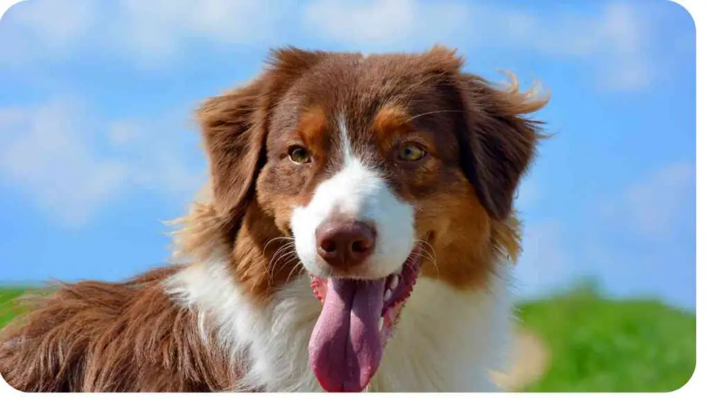 a dog with its tongue out