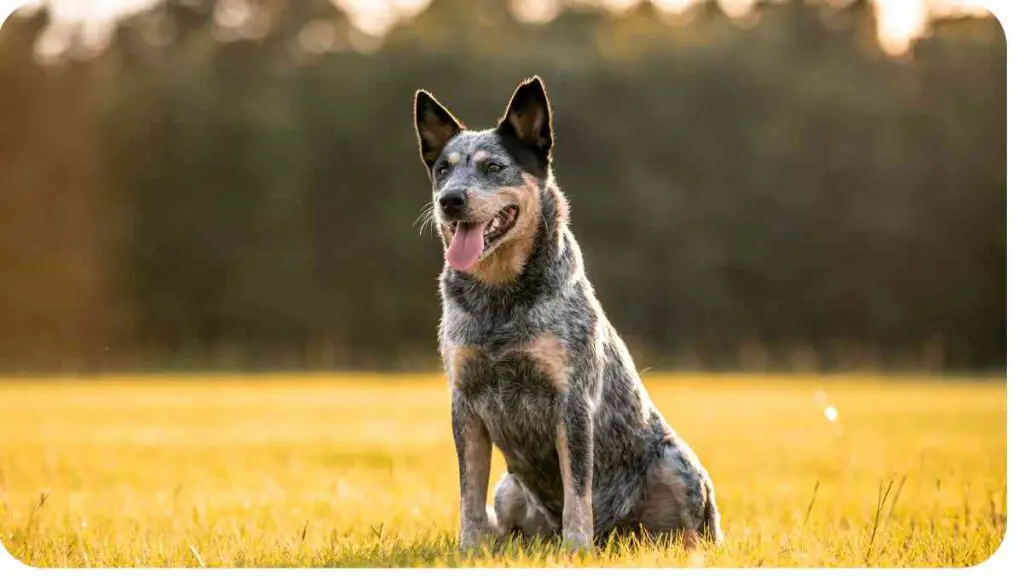 a blue heeler dog sitting in the middle of a grassy field