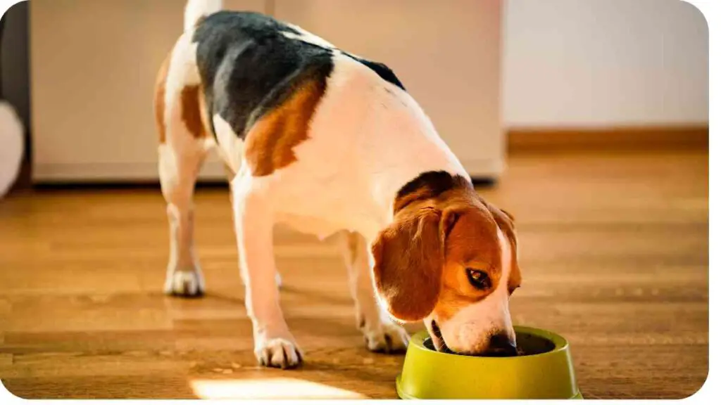 a beagle dog eating out of a green bowl