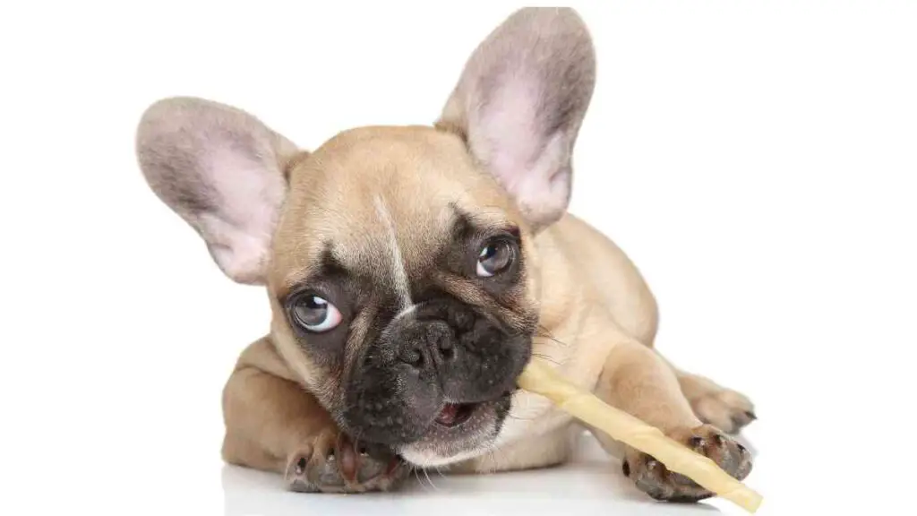 a french bulldog puppy chewing on a stick