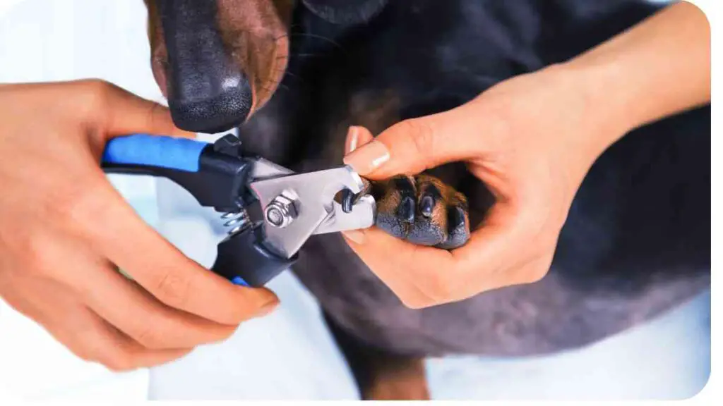 How to Use Dog Nail Clippers Effectively