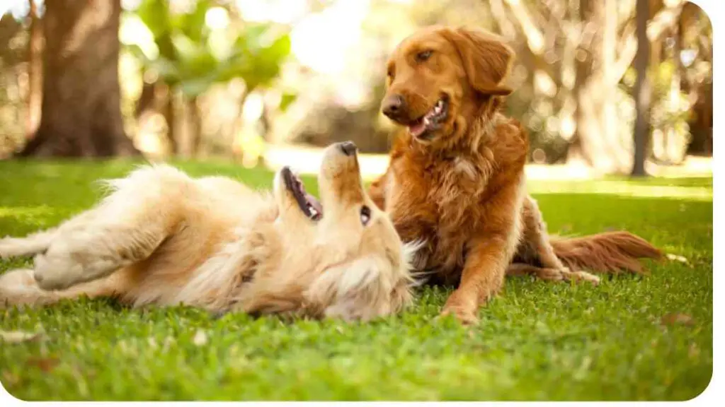 two golden retrievers playing in the grass