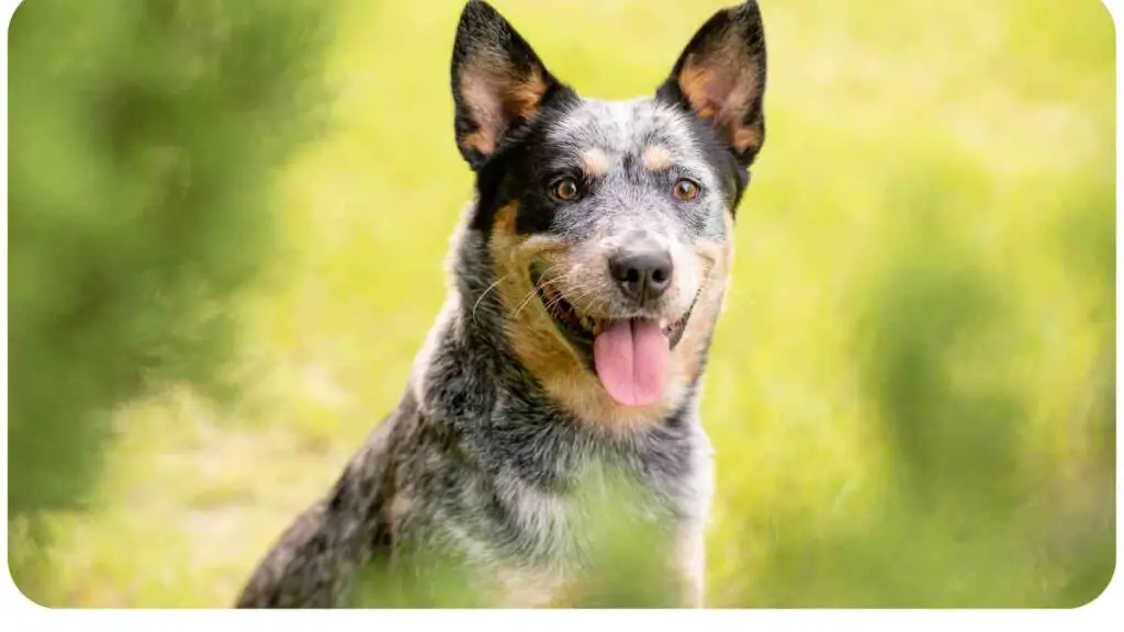 an australian cattle dog is smiling in the grass