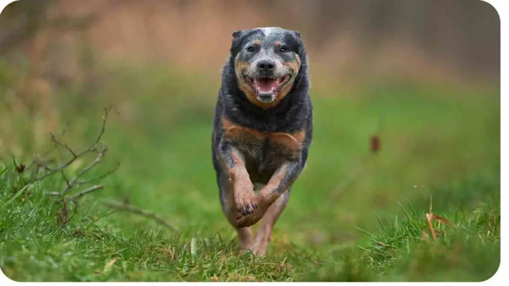 a blue heeler dog running in the grass