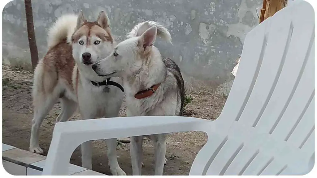 two husky dogs standing next to each other in front of a white chair