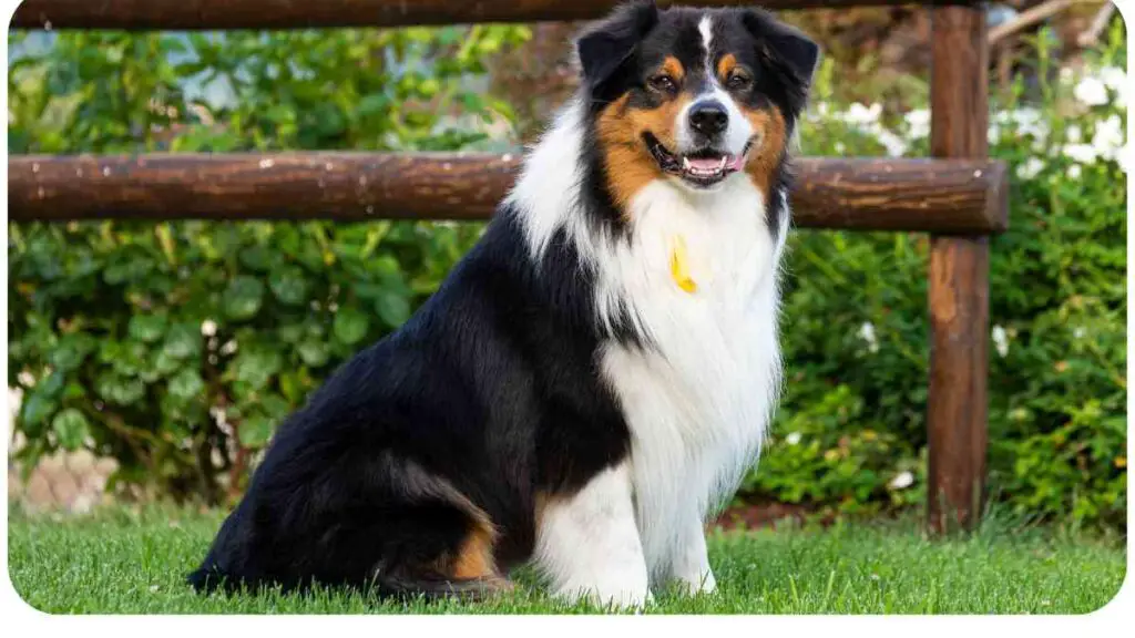 a dog sitting in the grass