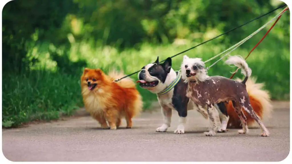 three dogs on a leash walking down a path