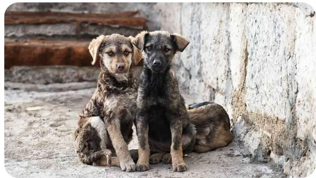 two dogs sitting next to each other in front of a wall