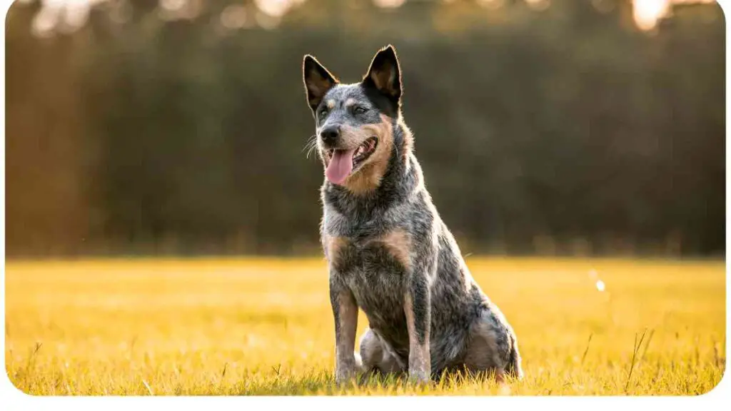 a blue heeler dog sitting in the middle of a grassy field