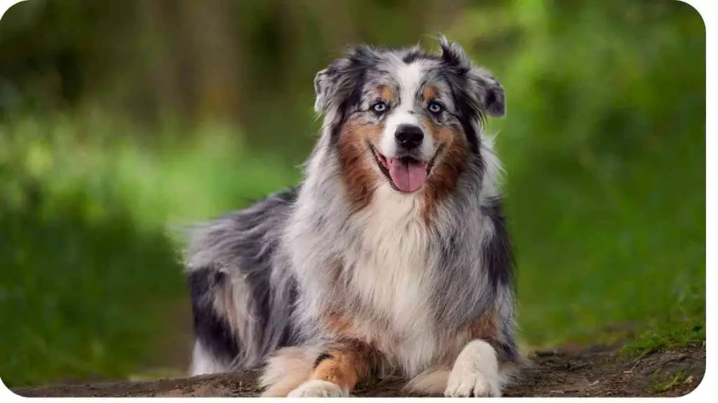 an Australian Shepherd dog is sitting on the ground