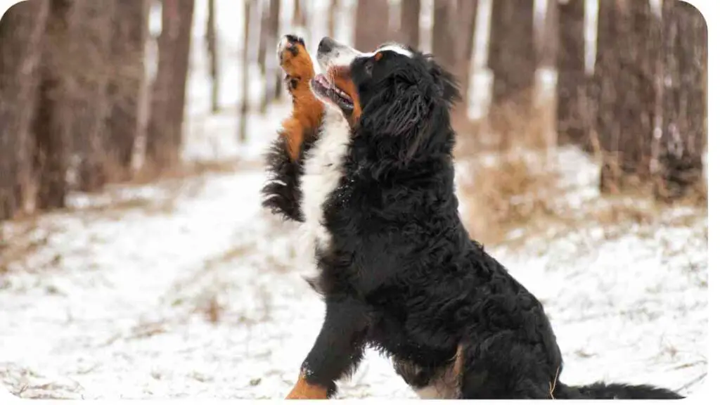 a dog reaching up to catch a frisbee in the snow