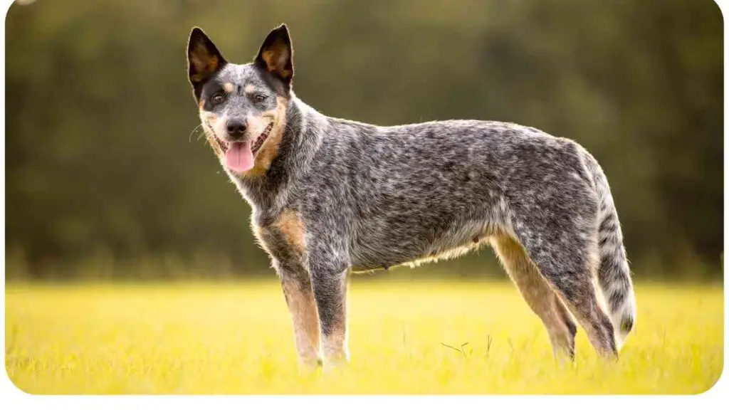 an australian cattle dog standing in a grassy field