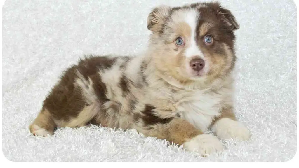 An Australian shepherd puppy laying on a white rug