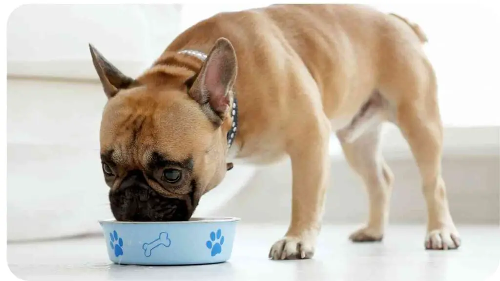 a french bulldog eating out of a blue bowl