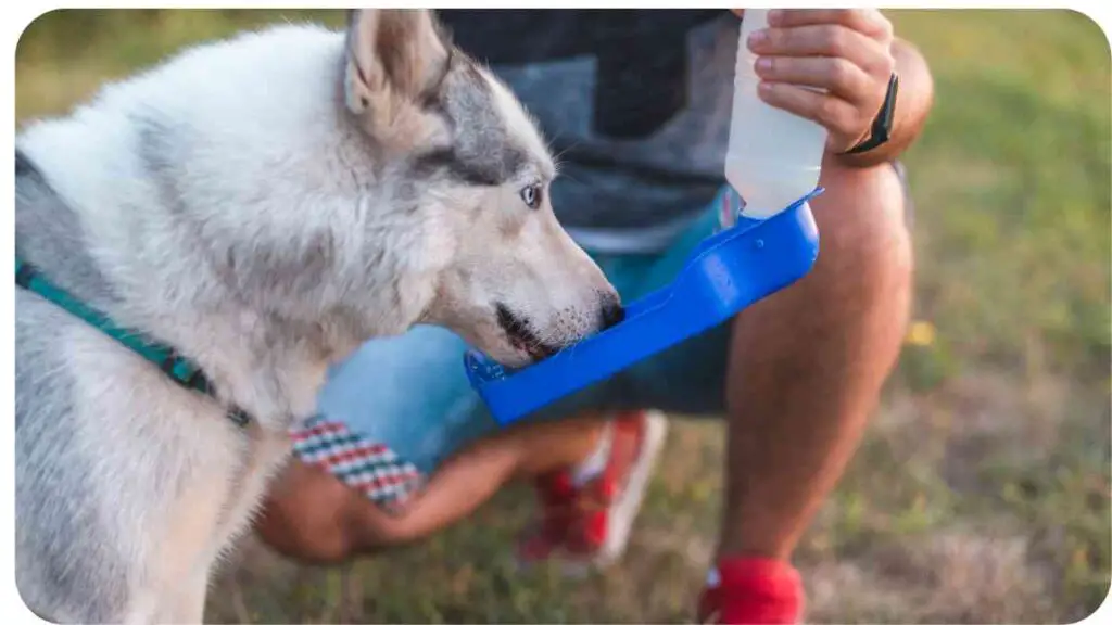 a person is feeding a dog with a water bottle