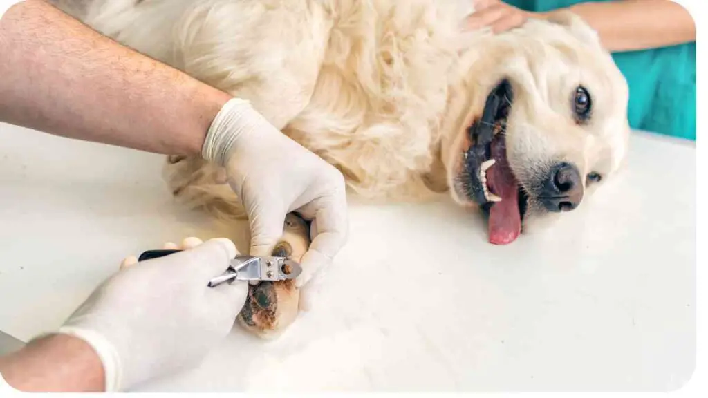 A dog being groomed by a vet