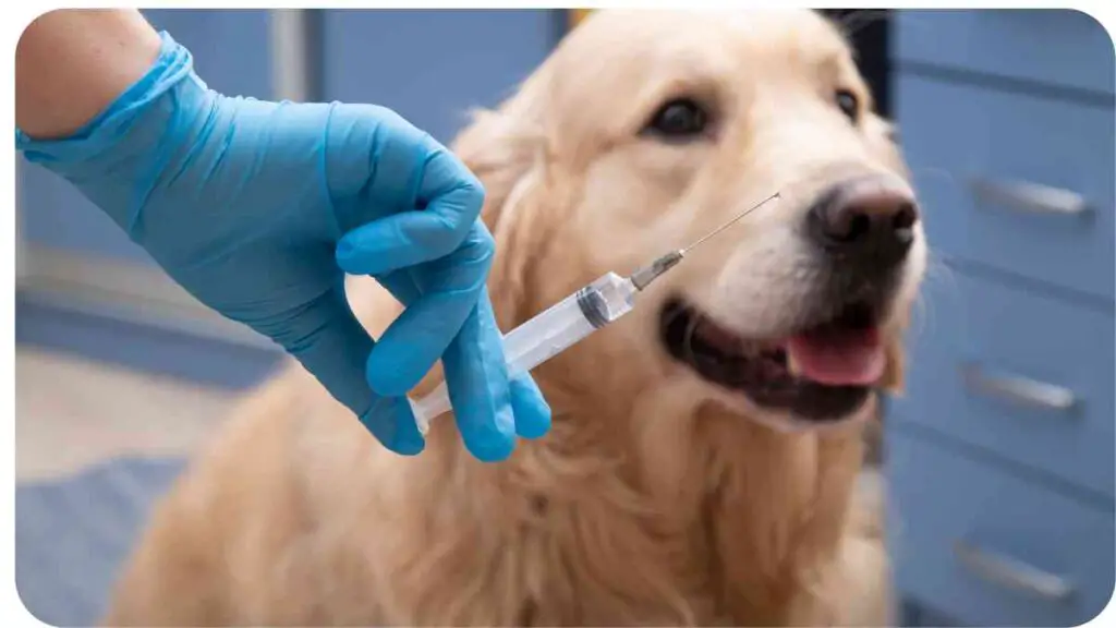 a golden retriever being given an injection by a vet